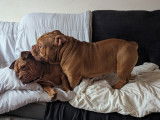 Mâle American Bully pocket exotique disponible pour saillie