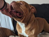 Mâle American Bully pocket exotique disponible pour saillie