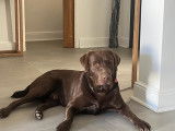 Mâle Labrador chocolat disponible pour saillie