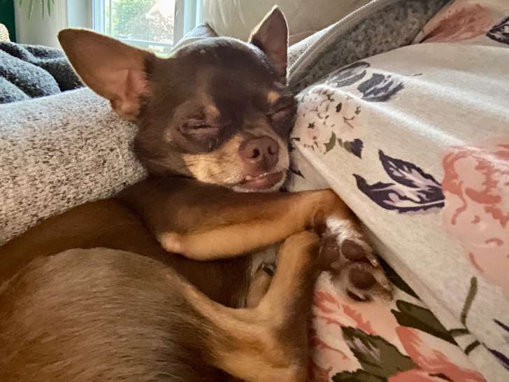 Petit Charlie, mâle Chihuahua à vendre