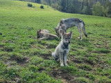Magnifique chiots Chien Loup Tchécoslovaque à vendre