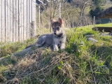Magnifique chiots Chien Loup Tchécoslovaque à vendre
