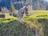 Magnifique chiots Chien Loup Tchécoslovaque à vendre