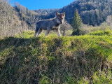 Magnifique chiots Chien Loup Tchécoslovaque à vendre