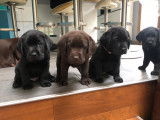 Chiot Labrador LOF mâle noir