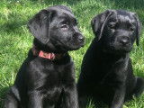 Chiot Labrador LOF mâle noir