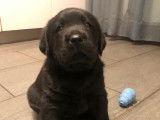 Chiot Labrador LOF mâle noir