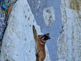 Mâle Berger Belge Malinois disponible pour saillie