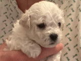 Chiots de type Bichon Frisé à vendre (dispo 1 mâle)