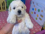 Chiots de type Bichon Frisé à vendre (dispo 1 mâle)