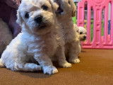 Chiots de type Bichon Frisé à vendre (dispo 1 mâle)