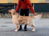 Etalon Golden Retriever LOF pour saillies