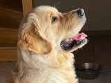 Etalon Golden Retriever LOF pour saillies