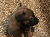 Chiots Berger Malinois LOF disponibles
