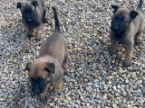 Chiots Berger Malinois LOF disponibles