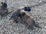 Chiots Berger Malinois LOF disponibles