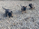 Chiots Berger Malinois LOF disponibles