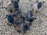Chiots Berger Malinois LOF disponibles