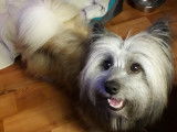 Croisé spitz loup et coton de tuléar
