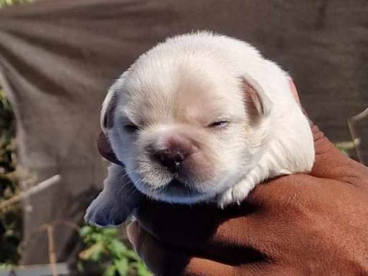Chiots Bouledogue Francais exotique blck tan