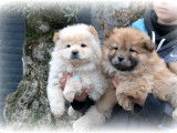 Chiots Chow Chow à vendre