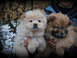 Chiots Chow Chow à vendre