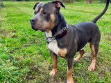 Mâle American Bully disponible pour saillie