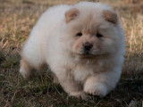 2 chiots femelles Chows-Chows LOF à réserver
