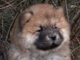 2 chiots femelles Chows-Chows LOF à réserver