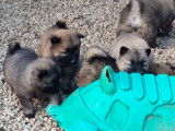 2 chiots mâles Eurasiers disponibles