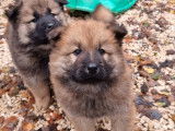 2 chiots mâles Eurasiers disponibles