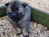 2 chiots mâles Eurasiers disponibles