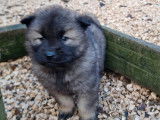 5 chiots Eurasiers à vendre