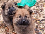 5 chiots Eurasiers à vendre