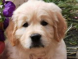 2 chiots Goldens Retrievers LOF à vendre