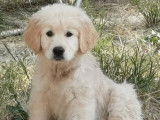 2 chiots Goldens Retrievers LOF à vendre