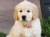 2 chiots Goldens Retrievers LOF à vendre