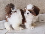 3 chiots femelles Shih Tzu LOF disponibles à l'achat