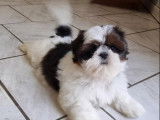 3 chiots femelles Shih Tzu LOF disponibles à l'achat
