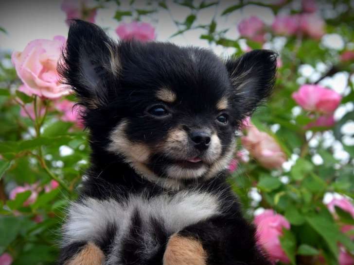 Chiot Chihuahua mâle tricolore LOF disponible à la vente