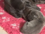 Chiot mâle gris Cane Corso LOF à réserver