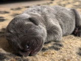 Chiot mâle gris Cane Corso LOF à réserver