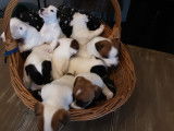 À réserver : 4 chiots Jack Russels LOF mâles