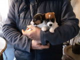 À réserver : 4 chiots Jack Russels LOF mâles