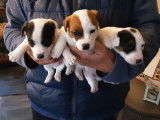 À réserver : 4 chiots Jack Russels LOF mâles