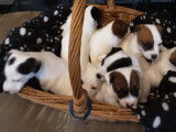 À réserver : 4 chiots Jack Russels LOF mâles