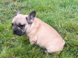 Un chiot Bouledogue Français mâle fauve à vendre (LOF)