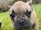 Un chiot Bouledogue Français mâle fauve à vendre (LOF)