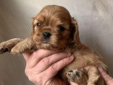 À réserver : chiots Cavaliers King Charles LOF