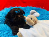 Un chiot Shih Tzu LOF mâle de couleur noire à vendre